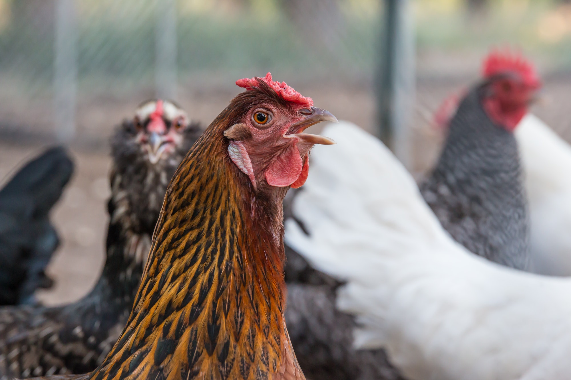 Closeup of chickens in a pen outdoors