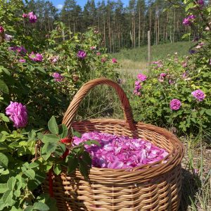 BIO płatki róży pomarszczonej