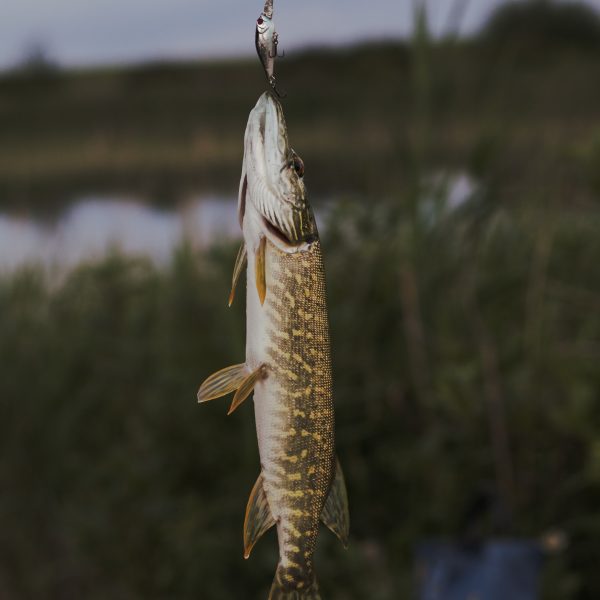 pike-fish-caught-by-fishing-bait
